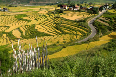Paro rice fields